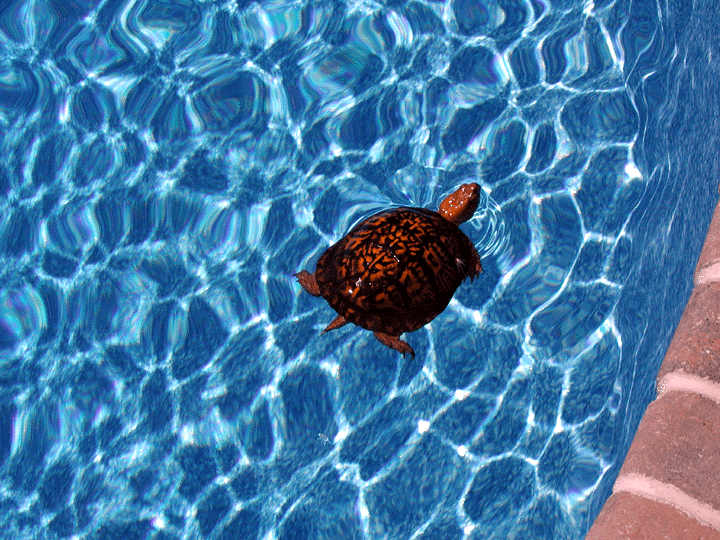 Unexpected visitor.GIF (361503 bytes)